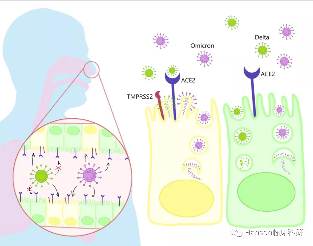 奥密克戎更像上呼吸道病毒 奥密克戎更像上呼吸道病毒