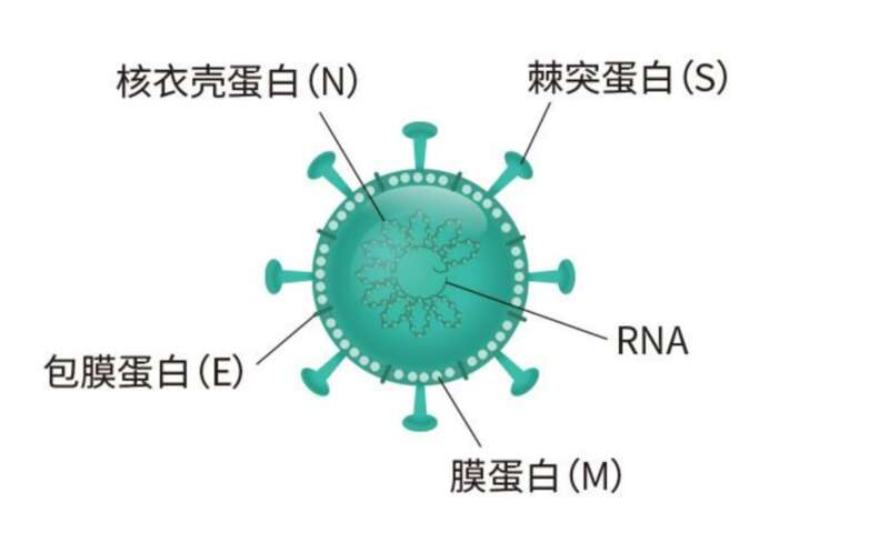 病毒主要是有遗传基因RNA，还有负责与人体细胞接触的刺突蛋白，包裹RNA的核衣蛋白，以及负责病毒组装和将病 ...